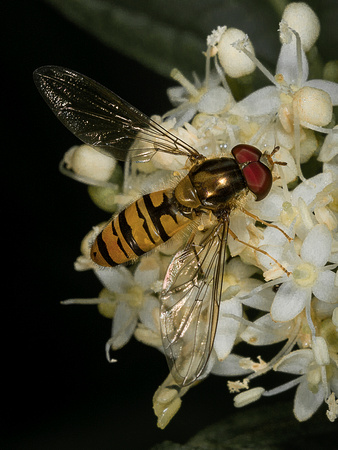 Hoverfly. (Episyrphus balteatus) (2)