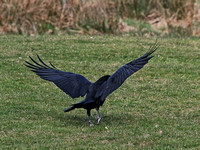 Raven (Corvus corax) (2)
