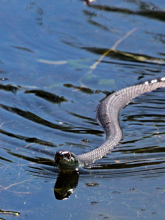 Grass snake (2)