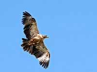 Tawny Eagle (Aquila rapax) (2)