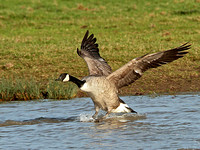 Canada Goose (Branta canadensis0 (2)