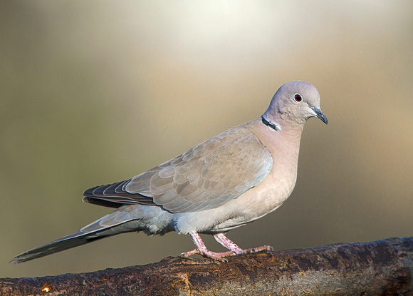 Collared Dove (Streptopelia decaocto) (7)