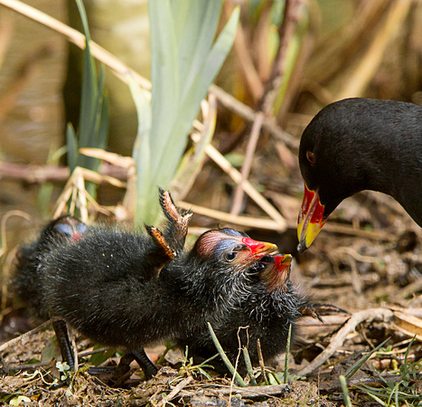 Moorhen and chick's