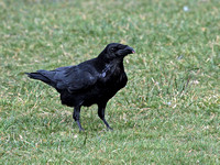 Raven (Corvus corax) (5)