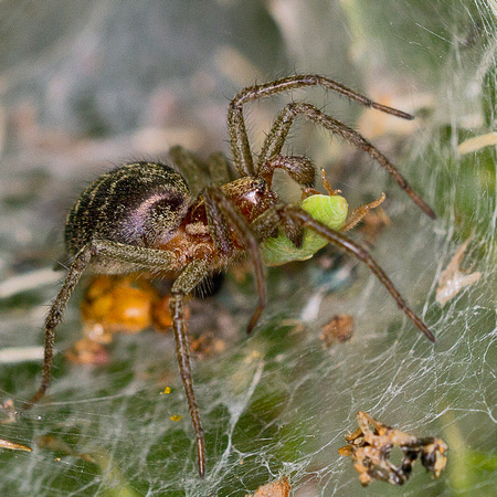 Labyrinth spider (Agelena labyrinthica)
