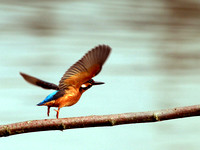 DPP_0040 Kingfisher (Alcedo atthis)