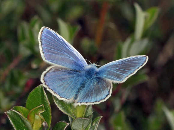 Common Blue (Polyommatus icarus (Lycaenidae)