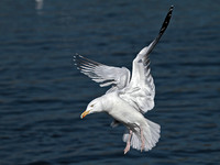 Herring Gull (Larus argentatus) (2)