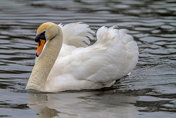 Mute Swan (Cygnus olor) (7)
