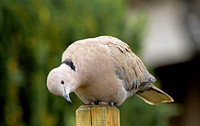 Collared Dove (Streptopelia decaocto) (5)