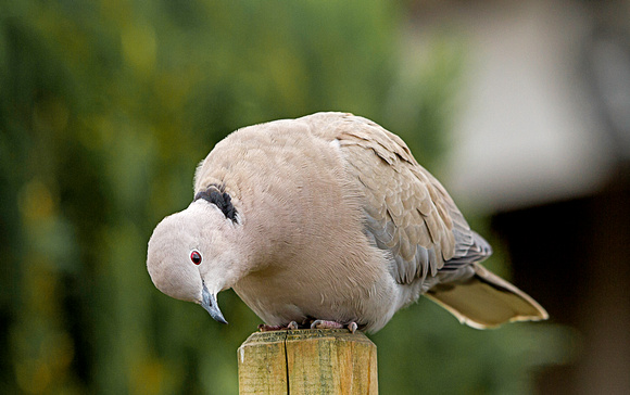 Collared Dove (Streptopelia decaocto) (5)