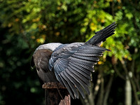 Verreaux's Eagle (Aquila verreauxii) (1)