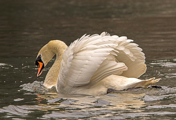 Mute Swan (Cygnus olor) (8)