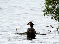 Great Crested (Podiceps cristatus) (3)