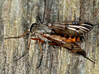 Snipe-fly (Rhagio scolopacea)