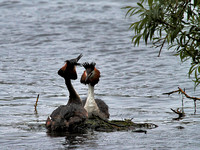 Great Crested (Podiceps cristatus) (7)