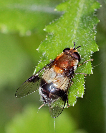 Hoverfly (Leucozona lucorum)