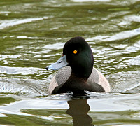 Scaup cross Tufted