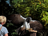 Verreaux's Eagle (Aquila verreauxii) (3)