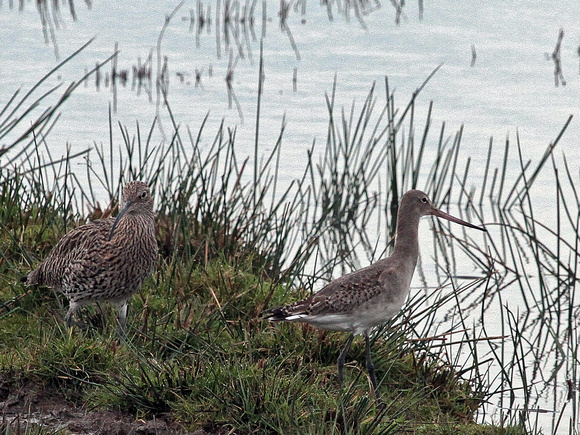 Black-Tailed Godwit (Limosa limosa) +Curlew