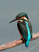 Kingfisher (Alcedo atthis) (14)
