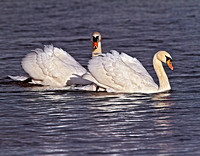Mute Swan (Cygnus olor) (4)