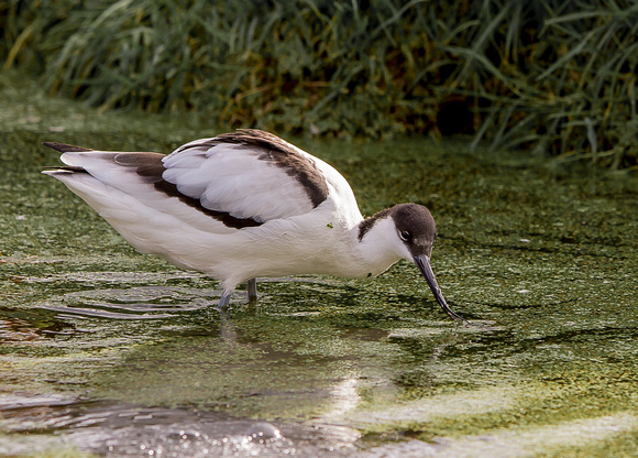 Avocet (Recurvirosta avosetta) (6)