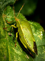 Green Shield Bug (Palomena parsina)