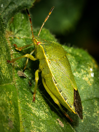 Green Shield Bug (Palomena parsina)