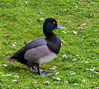 Scaup cross Tufted (2)