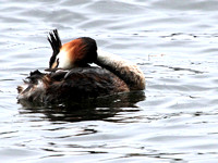 Great Crested (Podiceps cristatus) (9)