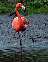 Flamingo  (you put your left foot in)
