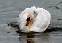 Mute Swan (Cygnus olor) (5)