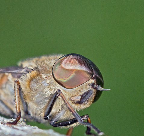 Horse-fly (Tabanus sudeticus)