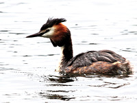 Great Crested (Podiceps cristatus)