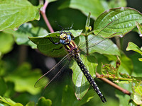 Hairy dragonfly (Brachytron pratense0