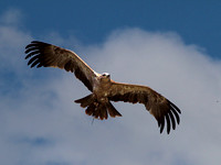 Tawny Eagle (Aquila rapax) (3)