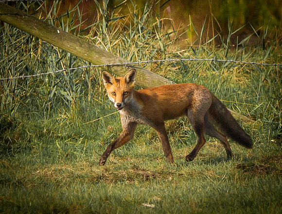 Fox (Vulpes vulpes) (2)