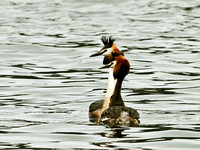 Great Crested (Podiceps cristatus) (5)