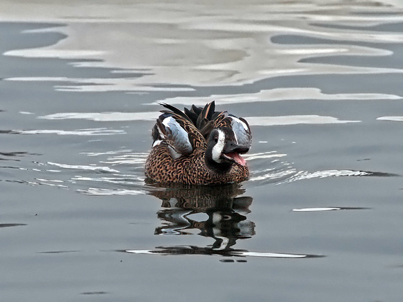 Blue-Winged Teal (Anas discors)